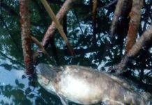 Mais um peixe Mero é encontrado no Rio Tatuoca, em Ipojuca, litoral sul de Pernambuco