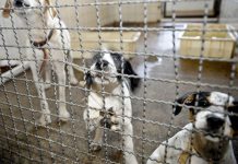 Adoção e abandono de animais domésticos aumentam durante a pandemia
