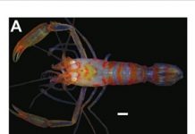 Chico Science vira nome de nova espécie de camarão, descoberta no litoral de Pernambuco