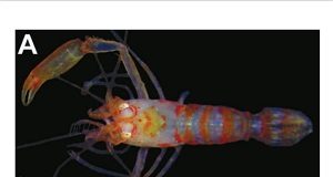 Chico Science vira nome de nova espécie de camarão, descoberta no litoral de Pernambuco