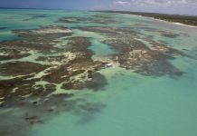 Aquecimento dos oceanos pode mudar recifes de corais, mostra estudo