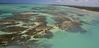 Aquecimento dos oceanos pode mudar recifes de corais, mostra estudo