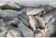 Santa Catarina investe na melhoria genética da produção de tilápias