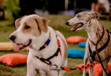 “Encãotros” ganha edição de Natal, no Shopping Recife, onde pets e seus donos, vão se divertir para valer