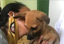 Projeto Amor Sem Fronteiras, pede ajuda para continuar resgatando animais de rua
