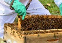 Secretaria da Agricultura de Santa Catarina, orienta produtores rurais, para evitar a mortandade de abelhas