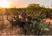 RIQUEZAS DA CAATINGA: o potencial desconhecido de um dos biomas mais desprotegidos do Brasil