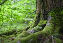 Transformação e identidade empresarial, tendo como inspiração, a natureza