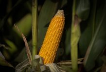 ESTIAGEM: Agricultores podem acessar programa de emergência para replantio de milho em SC