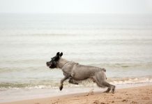 “Pets precisam de cuidados especiais durante temporada de calor”, alerta veterinária Renata Accioly