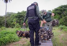 Caranguejos e guaiamuns capturados ilegalmente, são devolvidos à natureza, pela agência de meio ambiente do Ipojuca