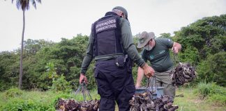 Caranguejos e guaiamuns capturados ilegalmente, são devolvidos à natureza, pela agência de meio ambiente do Ipojuca