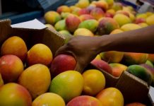 SENAR/PE abre seleção para curso técnico gratuito em Fruticultura