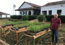 Dono de engenho pernambucano de cana, desenvolve modelo mais barato e viável, para produção de Mudas Pré-Brotadas (MPB)