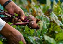 Governo de Santa Catarina investe R$ 77,4 milhões, em programas de fomento agropecuário