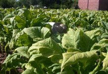 TABACO: Entidades e empresas discordam sobre preço pago ao produtor