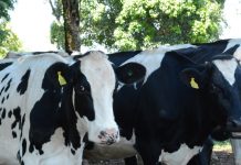 Leite: consumo em Santa Catarina despenca, preço cai, e produtor já está no prejuízo