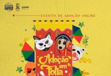 Programa Adote um Vira-Lata, da UFPE, realiza evento de adoção virtual nesta sexta-feira (19)