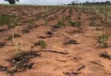 Chuva desigual na Zona da Mata de Pernambuco, ameaça canaviais ao norte
