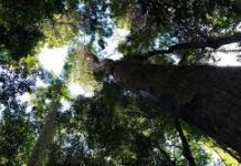 Compensação ambiental: lei a favor da natureza e do nosso futuro