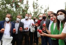Com expectativa de 550 mil toneladas, Santa Catarina começa colheita da maçã