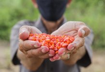 Cerca de 600 famílias de agricultores do Cabo, recebem sementes de milho para a próxima safra