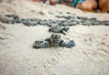 CABO: 100 tartarugas-cabeçuda nascem na Praia de Enseada dos Corais