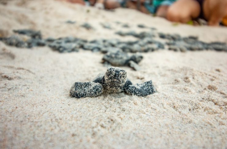 CABO: 100 tartarugas-cabeçuda nascem na Praia de Enseada dos Corais