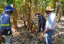 Agronordeste incrementa produção agropecuária em Pernambuco