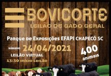 Bovicorte leiloa 400 animais em Chapecó