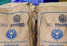 Programa Campo Novo inicia distribuição de sementes no Agreste