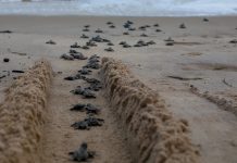 JABOATÃO: Praia de Piedade volta a ser palco do nascimento de filhotes de tartaruga-marinha