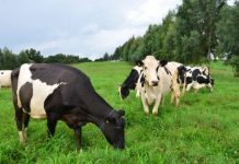 Santa Catarina investe R$ 7,2 milhões, para incentivar a produção de leite e carne à base de pasto