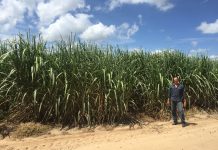 CRÉDITO DE BIOCOMBUSTÍVES (CBIOS): Canavieiros de PE só aceitam receber CBios das usinas, com base na integralidade da cana fornecida na safra