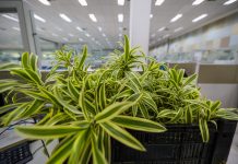 Campanha da Prefeitura do Jaboatão troca lixo eletrônico e resíduos recicláveis, por mudas