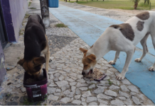Defensores de animais de rua de Jaboatão, realizarão grande manifestação no Calçadão de Candeias, nesta quinta-feira (05 de agosto)