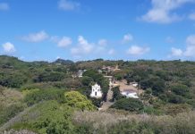 IPA elabora plano para erradicar a Leucena, planta invasora em Fernando de Noronha