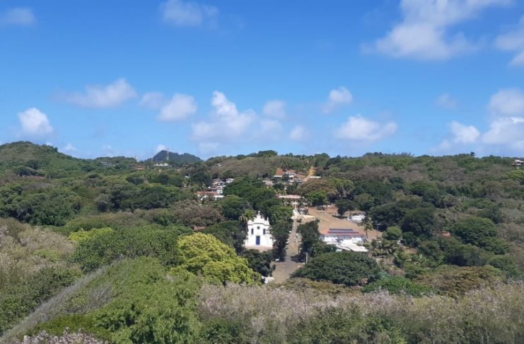 IPA elabora plano para erradicar a Leucena, planta invasora em Fernando de Noronha