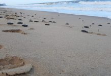 JABOATÃO: Filhotes de tartaruga-marinha-olivácea saem do ninho em busca do mar, na praia de Piedade