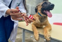 Jaboatão inicia campanha de vacinação antirrábica para cães e gatos
