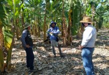 Produtores de banana recebem assistência técnica do Senar/PE