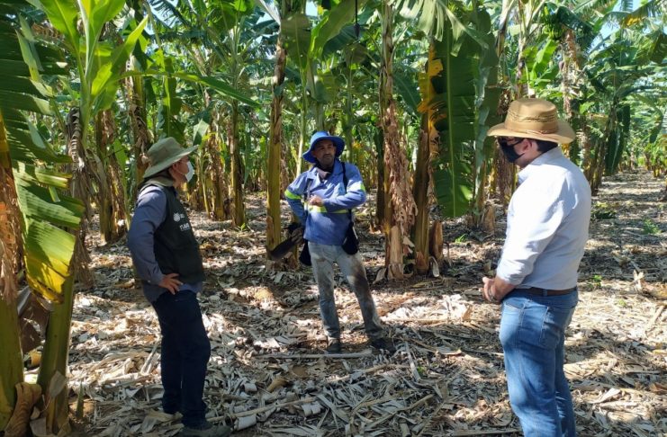 Produtores de banana recebem assistência técnica do Senar/PE