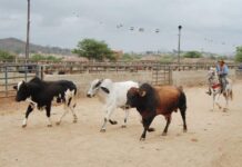Feira do Gado de Caruaru não será realizada no feriado de 2 de novembro, dia de finados