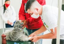 Prefeitura de Caruaru registra maior número de quimioterapias veterinárias e vacinação realizadas desde 2019