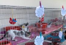 Shopping Costa Dourada promove feira de adoção de pet especial, para anunciar serviço de pet friendly