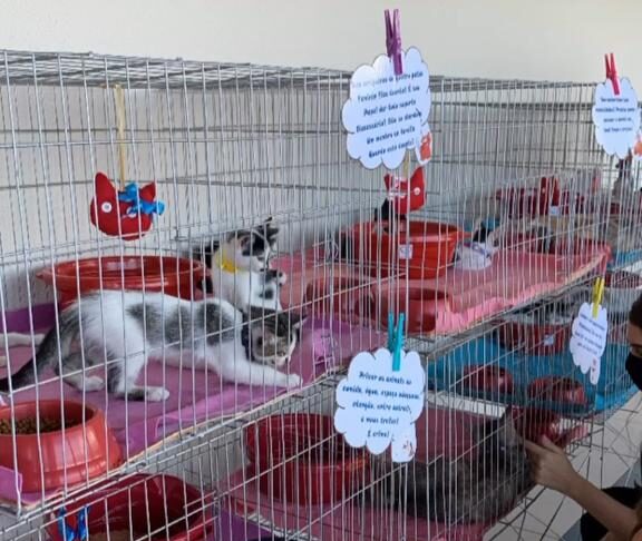 Shopping Costa Dourada promove feira de adoção de pet especial, para anunciar serviço de pet friendly
