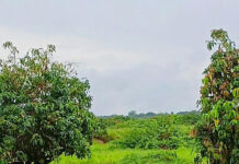 Produtores de frutas de Petrolina já amargam perdas de mais de R$ 60 milhões