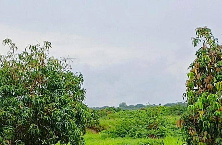 Produtores de frutas de Petrolina já amargam perdas de mais de R$ 60 milhões