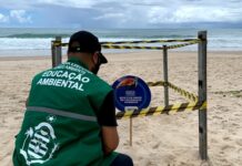 Tartarugas marinhas iniciam período de desova no litoral do Cabo de Santo Agostinho