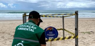 Tartarugas marinhas iniciam período de desova no litoral do Cabo de Santo Agostinho
